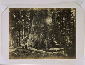 de Carleton Watkins