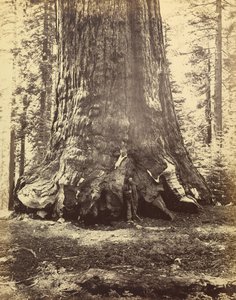 [Sección del Gigante Grizzly] de Carleton Watkins