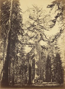  de Carleton Watkins
