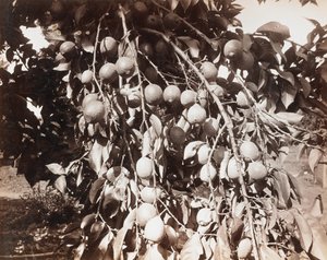Sin título [fruta en un árbol] de Carleton Watkins