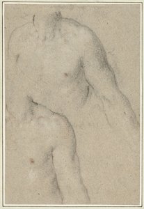 Dos estudios del torso de un hombre joven de Carlo Caliari