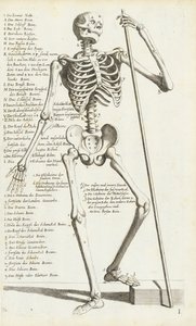 Estudio anatómico del esqueleto humano por Carlo Cesi de Carlo Cesi