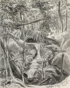 Estudio de la jungla, siglo XIX