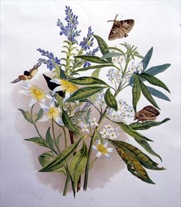 Verónica azul de Tasmania y clemátide enana