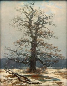 Roble en la nieve