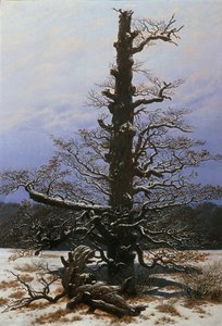 Roble en la nieve
