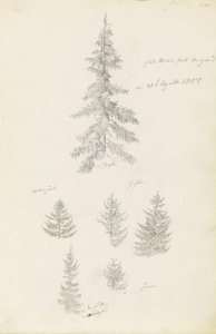 Seis estudios sobre píceas y abetos de Caspar David Friedrich