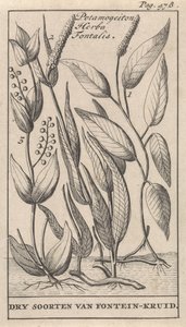 Tres tipos de algas Potamogeton Herba Fontalis / Especies secas de hierba fuente (título sobre el objeto) de Caspar Luyken