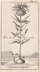 la corona imperial Corona Imperialis / Corona Imperial (título sobre el objeto) de Caspar Luyken