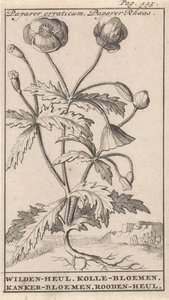 Amapola Papaver erraticum, Papaver Rhoeas / Wilden-heul. Flores de kolle. Flores de cáncer. Roodenheul (título sobre objeto) de Caspar Luyken