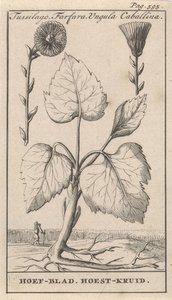 Coltsfoot con hierba para la tos Tussilago, Farfara, Ungula Caballina / Hoof Leaf, Cough Herb (título sobre el objeto) de Caspar Luyken