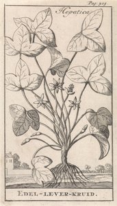 hierba de hígado Hepetica / Noble-Liver-Herb (título sobre el objeto) de Caspar Luyken