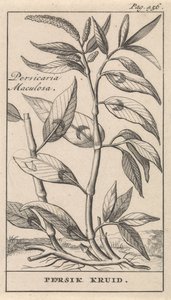 especia de durazno Persicaria Maculosa / Hierba Persik (título sobre el objeto) de Caspar Luyken