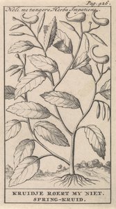 hierba de primavera Noli me tangere, Herba Impatiens / Kruidje no me conmueve. Hierba de primavera (título del objeto) de Caspar Luyken