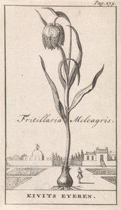 Página de título y ocho impresiones con flores Kievitsbloem Fritillaria Meleagris / Kivits Eyeren (título sobre el objeto) de Caspar Luyken