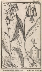 Página de título y ocho impresiones con flores Dedalera y diente de perro digital. Dens Caninus / hierba de sombrero de dedo. Diente de perro (título en el objeto) de Caspar Luyken