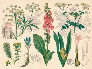 Plantas venenosas británicas, mediados-finales del siglo XIX de Cassell and Co