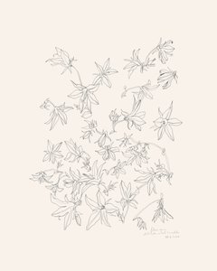 Estudio botánico de las flores