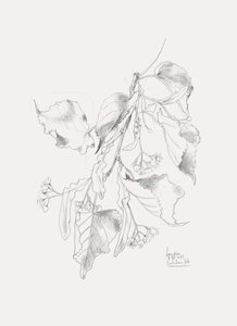 Dibujo delicado de un tilo