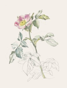 Rosa silvestre de color rosa pálido de Catalina Somolinos