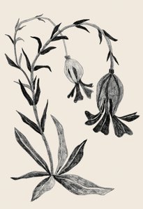 Elegante flor botánica