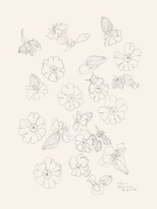 Elegantes dibujos de flores