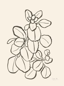 Dibujo de hojas orgánicas