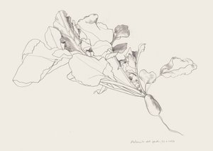 Dibujo botánico de un rábano de Catalina Somolinos