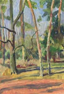 Sendero del bosque bañado por el sol de Catalina Somolinos