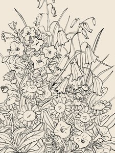 Flores silvestres de jardín de Catalina Somolinos