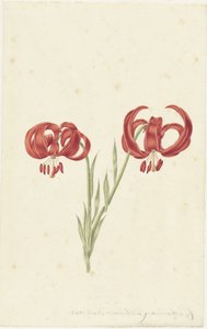 Lirio rojo de Catharina Lintheimer