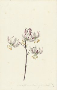Ramita con cuatro lirios blancos de Catharina Lintheimer