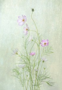 Delicadas flores de cosmos