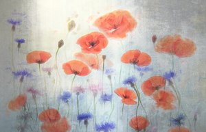 Pradera de amapolas suaves de Catherine Wang