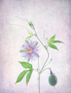 Pasiflora vibrante de Catherine Wang