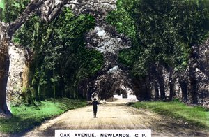 Avenida de robles, Newlands, Johannesburgo, Gauteng, Sudáfrica, c1920s