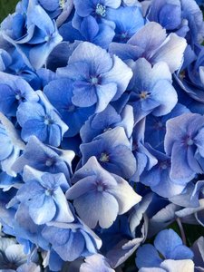 Composición - Flores, 2019 (foto) de Cécile Jamet