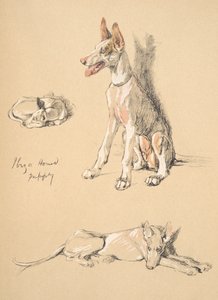 Cachorro de perro de Ibiza, 1930, Ilustraciones de su Sketch Book usado para Just Among Friends, Aldin, Cecil Charles Windsor (1870-1935), publicado posteriormente por Eyre and Spottiswoode Limited, 1934