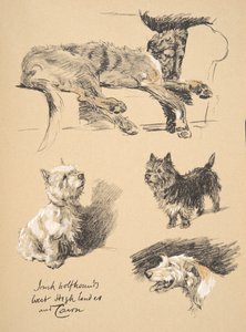 Lobero irlandés, West Highlander y Cairn, 1930, Ilustraciones de su libro de bocetos usado para 