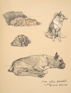 Peke, Collie, Spaniel y Boxer Alemán, 1930, Ilustraciones de su Libro de Bocetos para 