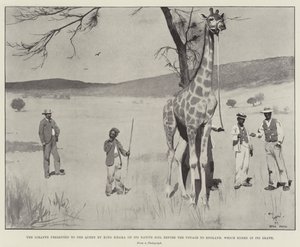 La jirafa presentada a la Reina por el Rey Khama en su tierra natal antes del viaje a Inglaterra, que terminó en su muerte de Cecil Charles Windsor Aldin