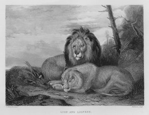 León y Leona de Charles (after) Hancock