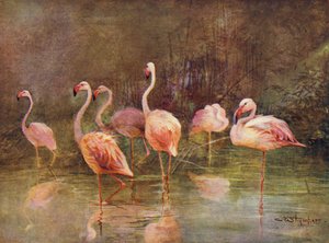 Flamencos (lito de color) de Charles (after) Whymper