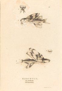 Exocetus de Charles Alexandre Lesueur