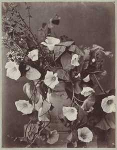Estudio de flores con maceta de colonia de Charles Aubry (manner of)