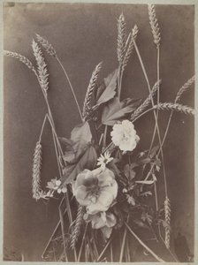 Estudio de flores con mazorcas de maíz de Charles Aubry (manner of)