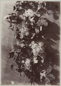 estudio de flores con ramas