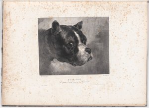 Buldog
