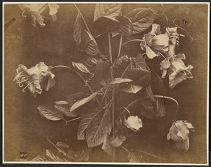 [Enredadera en flor] de Charles Aubry