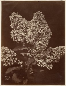 [Lilas]